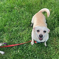 Photo of Blondie (Foster in New Jersey)