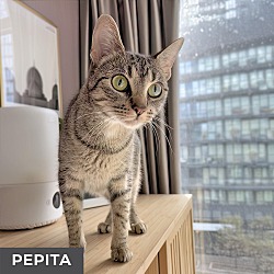 Photo of Pepita