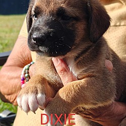 Thumbnail photo of Dixie #2