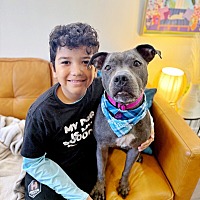 adopt a pet
