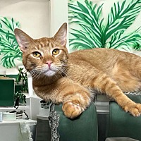 adopt a pet