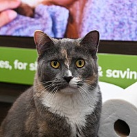 adopt a pet