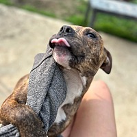 adopt a pet