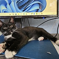 adopt a pet
