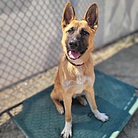 adopt a pet