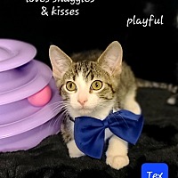 adopt a pet