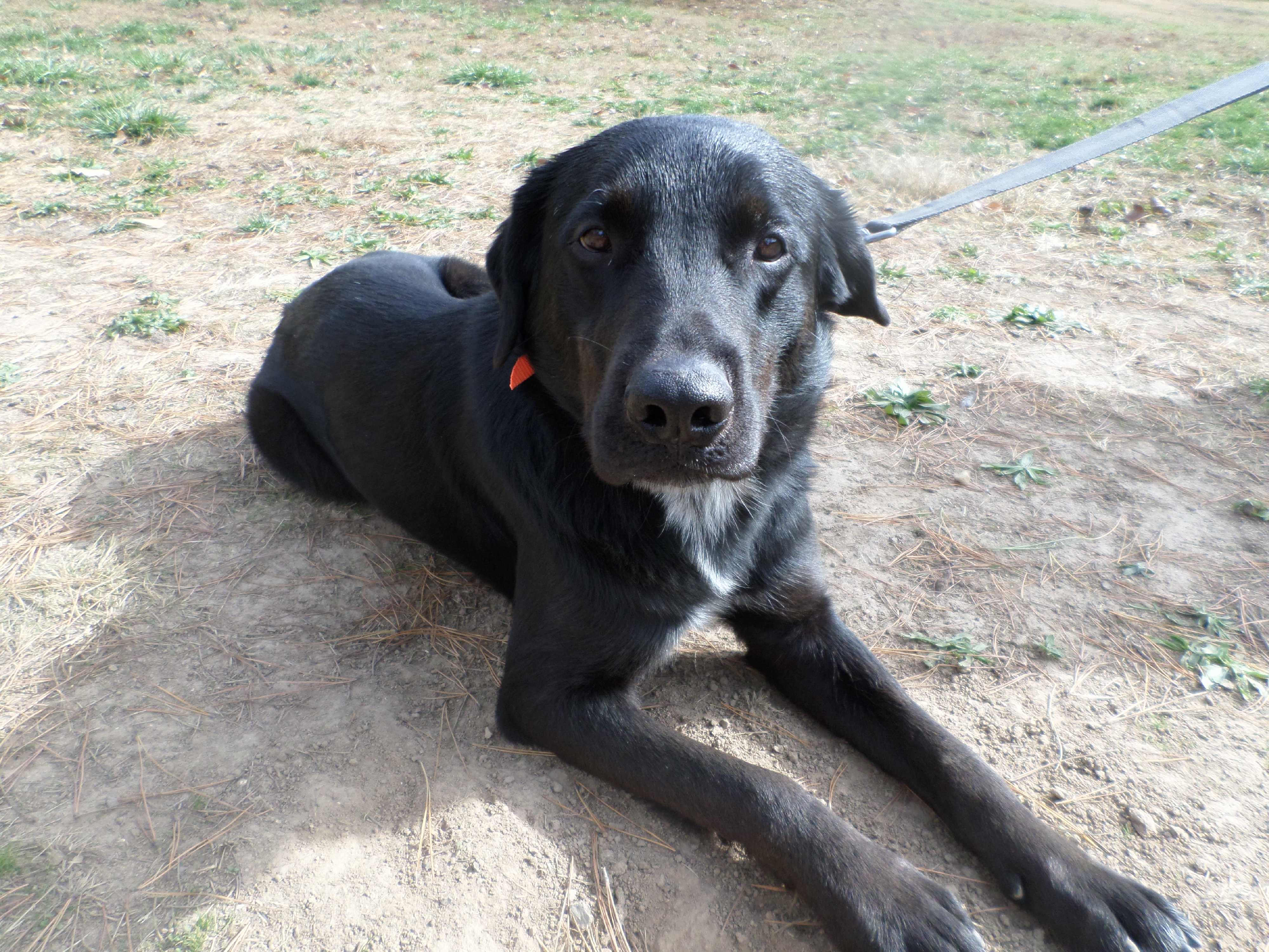 Adopt Cezar a Merle Catahoula Leopard Dog / Labrador Retriever / Mixed