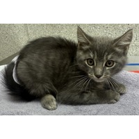 ATLATL - Domestic Shorthair available for adoption