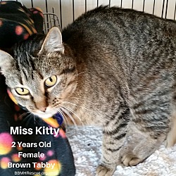 Thumbnail photo of Miss Kitty #2