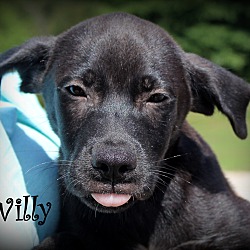 Thumbnail photo of Willy ~ adopted! #1