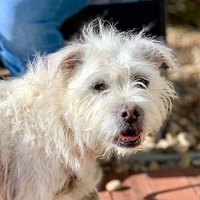 Maryville Tn Cairn Terrier Meet Doodle A Pet For Adoption