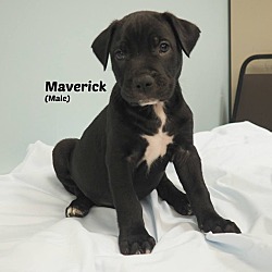 Photo of Maverick