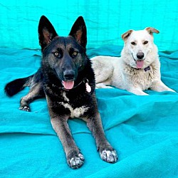 bonded pet photo