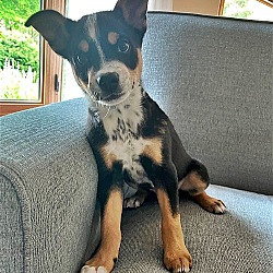 Photo of **CHANCE**