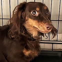 Photo of Rocky