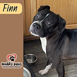 Thumbnail photo of Finn #4