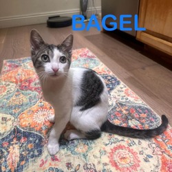 Thumbnail photo of Bagel #1