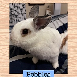 Thumbnail photo of Pebbles #1