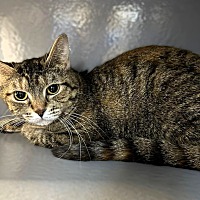 adopt-pet