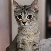 adopt-pet