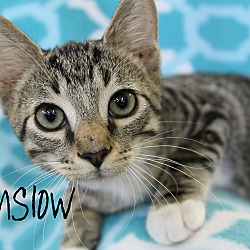 Thumbnail photo of Winslow #3