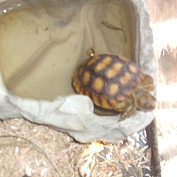 Thumbnail photo of Sulcata Tortoises-5 #4