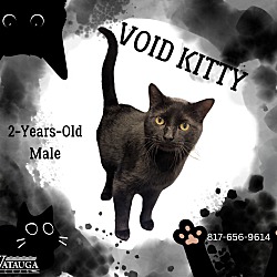 Photo of Void Kitty