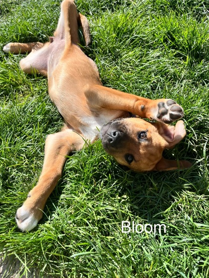 Thumbnail photo of Bloom #2