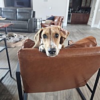 adopt a pet