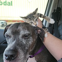 adopt a pet