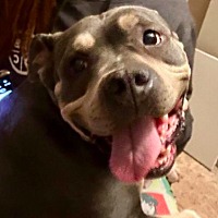 adopt a pet