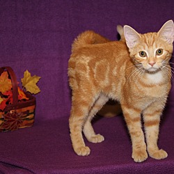 Thumbnail photo of Lil Red (Neutered) #2