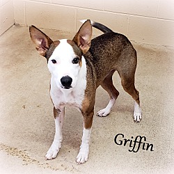 Thumbnail photo of Griffin~adopted! #4