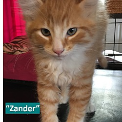 Thumbnail photo of Zander #2
