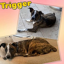 Photo of Trigger