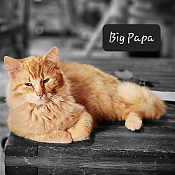Photo of Big Papa
