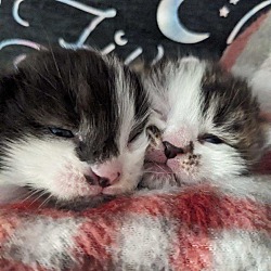 Thumbnail photo of Furby & 2 kittens #2