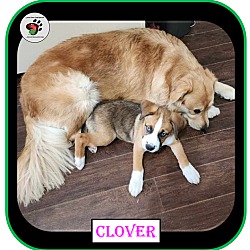Thumbnail photo of Clover - Single Pup #4