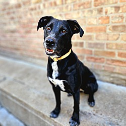 Thumbnail photo of Ellie (ADOPTED!) #2