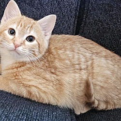 Thumbnail photo of Velveeta-sweet foster kitten #1