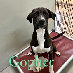 Photo of Gopher 123145