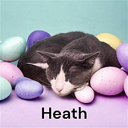 Thumbnail photo of Heath #1