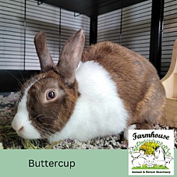 Thumbnail photo of Buttercup #1