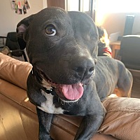 adopt a pet