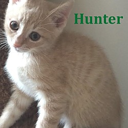Thumbnail photo of Hunter - FTA April 2016 #1