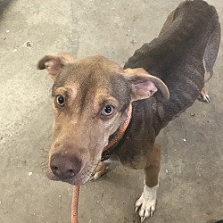 Miami County Animal Shelter in Troy, Ohio