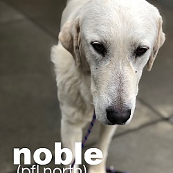 Thumbnail photo of Noble #4