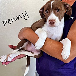 Thumbnail photo of Penny ~ meet me! #2