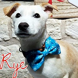 Photo of Rye