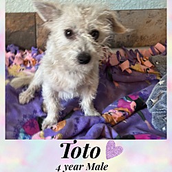 Thumbnail photo of TOTO- 4 YEAR MALE CAIRN TERRIE #1